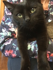 Černá kočka - Tereza.JPG